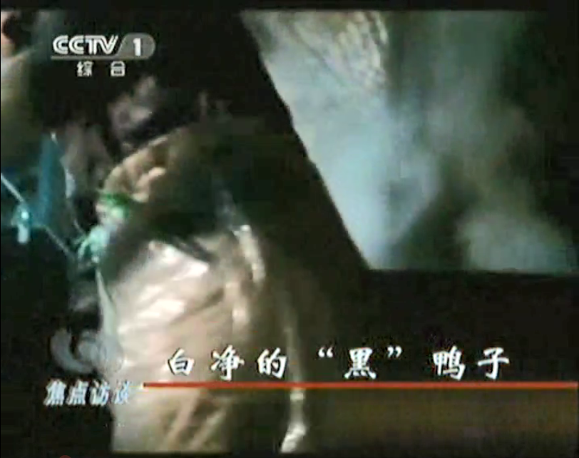 媒體曝光松香、瀝青拔鴨